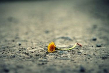 Image of a dandelion lying on the road, representing the desolation of losing a loved one to mesothelioma and how the Nemeroff Law Firm has successfully obtained verdicts and settlements nationwide, including for New Orleans mesothelioma victims and their families.